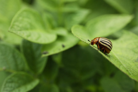 Colorado potato beetle on green plant outdoors, closeup. Space for text