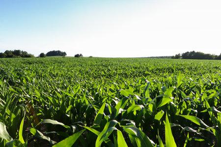 Beautiful agricultural field with green corn plants on sunny dayの写真素材