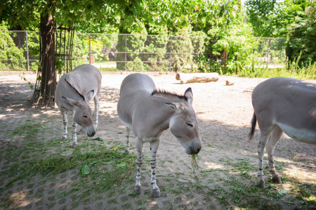 Somali wild asses in zoo on sunny day