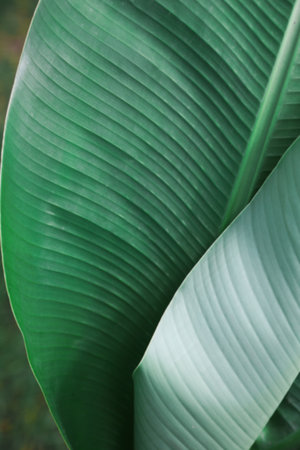 Beautiful green leaf of banana plant outdoors, closeup. tropical vegetation