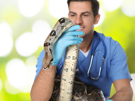 Male veterinarian examining boa constrictor against blurred green backgroundの写真素材