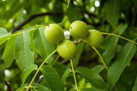 Green unripe walnuts on tree branch outdoors, closeupの写真素材