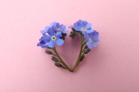 Heart of beautiful blue forget-me-not flowers on pink background, flat layの写真素材