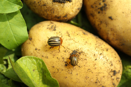 Colorado beetles on ripe potato outdoors, closeupの写真素材