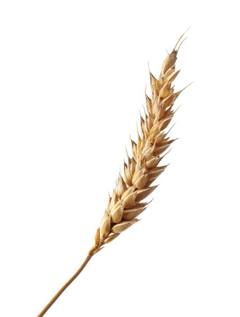 Dry ear of wheat isolated on whiteの写真素材