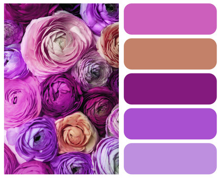 Color palette appropriate to photo of beautiful ranunculus flowers, closeup viewの写真素材