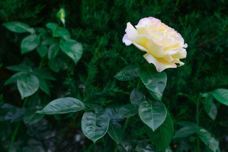 Beautiful yellow rose flower blooming outdoors. Space for textの写真素材