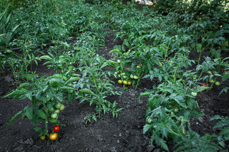 Fresh young tomato plants growing in ground outdoors. gardening seasonの写真素材