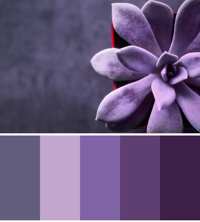 Color palette appropriate to photo of beautiful echeveria, closeupの写真素材