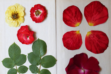 Book with flowers, leaves and petals prepared for drying, closeup