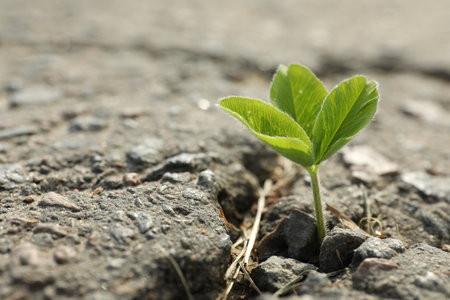Green seedling growing in dry soil, space for text. hope concept