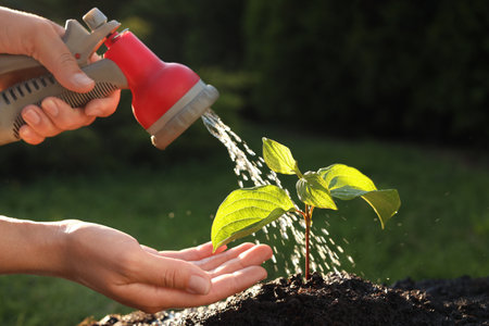 Woman watering beautiful green seedling in soil outdoors, closeup. planting treeの写真素材