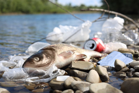 Dead fish among trash on stones near river. environmental pollution conceptの写真素材