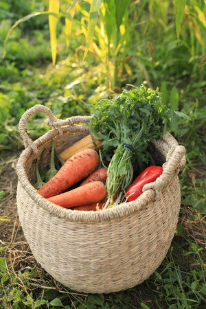 Fresh ripe vegetables in wicker basket on green grass at farmの写真素材