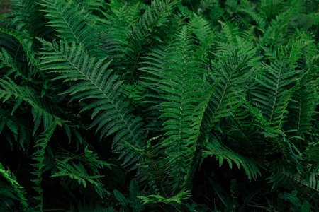 Beautiful fern with lush green leaves growing outdoorsの写真素材