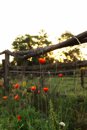 Picturesque view of countryside with wooden fence and blooming red poppies in the morningの写真素材