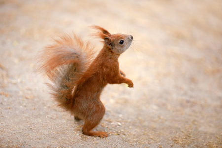 Cute red fluffy squirrel outdoors. wild rodent