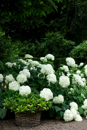 Beautiful park with blooming hydrangeas and paved pathway. landscape design