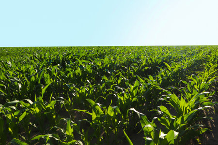 Beautiful agricultural field with green corn plants on sunny dayの写真素材