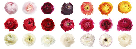 Set with beautiful spring ranunculus flowers on white background, top view. banner design