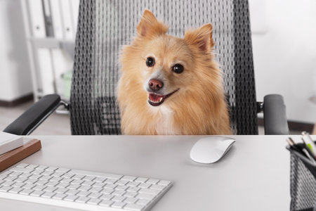 Cute Pomeranian spitz dog at table in officeの写真素材