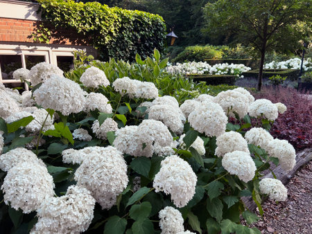 Blooming hortensia shrubs with beautiful white flowers near house outdoors