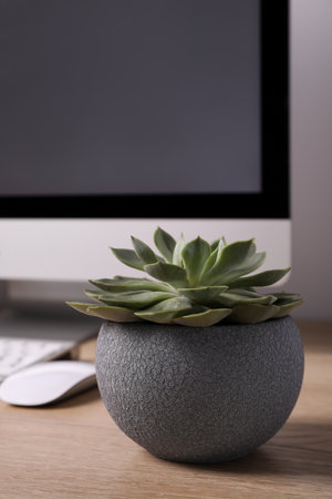 Beautiful green houseplant and modern computer on wooden table indoorsの写真素材