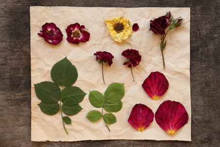 Paper with beautiful flowers, leaves and petals prepared for drying on table, flat layの写真素材