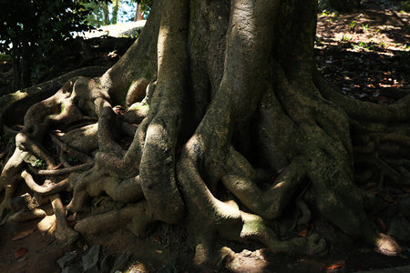 Tree roots visible through soil in park