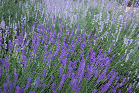 Beautiful blooming lavender plants growing in the fieldの写真素材
