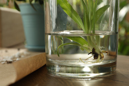 Root of exotic house plant in water on table, closeupの写真素材