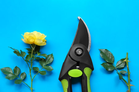 Secateur and beautiful yellow rose on light blue background, flat layの写真素材