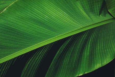 Beautiful green tropical leaf outdoors on sunny day, closeupの写真素材