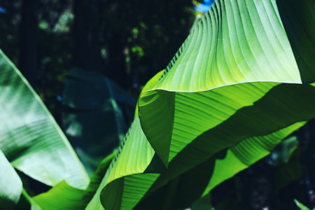 Beautiful tropical plant with green leaves outdoors on sunny day, closeup. Space for textの写真素材