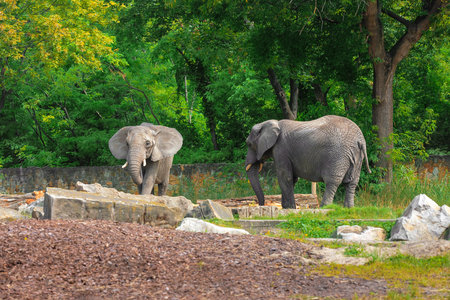 Beautiful elephants in zoo on sunny dayの写真素材
