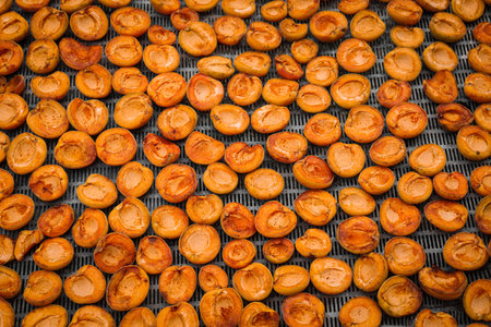 Many halved apricots on metal drying rack, flat layの写真素材