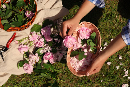 Woman collecting tea rose petals into wicker basket outdoors, top view