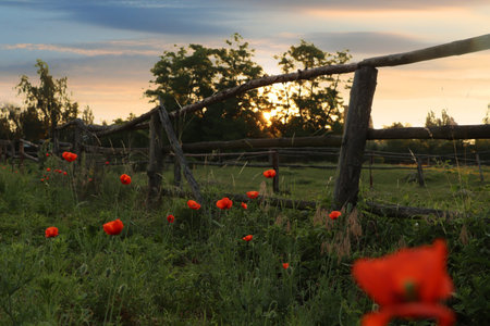 Picturesque view of countryside with wooden fence and blooming red poppies in the morningの写真素材