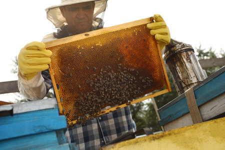 Beekeeper with hive frame at apiary. Harvesting honeyの写真素材