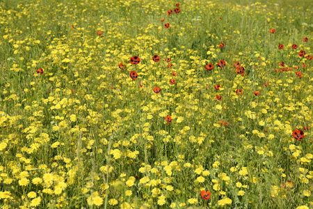 Beautiful flowers growing in meadow on sunny dayの写真素材