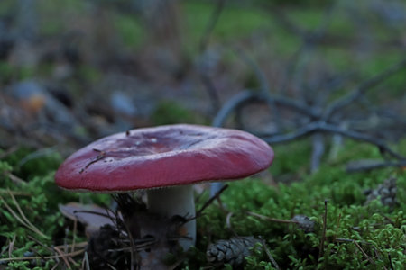 Russula mushroom growing in forest, closeup viewの写真素材