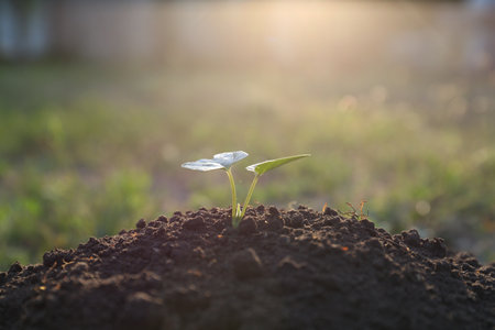 Beautiful young seedling growing in ground outdoorsの写真素材