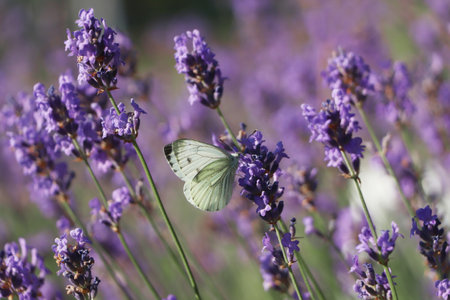 Beautiful butterfly in lavender field on sunny day, closeupの写真素材
