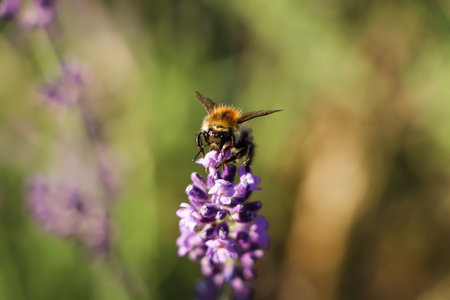 Closeup view of beautiful lavender with bee in field on sunny day