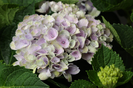 Beautiful hortensia plant with light flowers, closeup