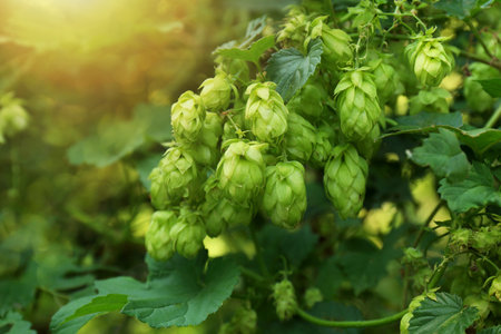 Fresh green hops growing on branch outdoors, closeup
