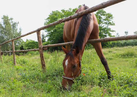 Beautiful horse grazing on green grass in paddock outdoorsの写真素材