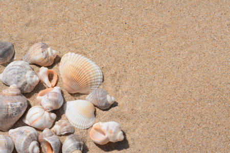 Many beautiful sea shells on sand, closeup. Space for textの写真素材