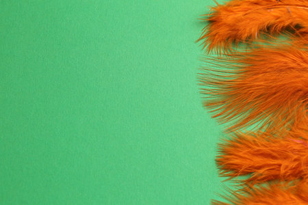 Beautiful feathers on green background, flat lay. Space for text