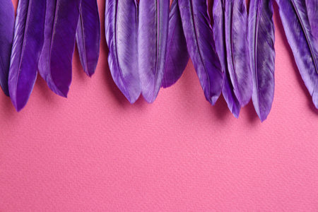 Purple feathers on pink background, flat lay. Space for textの写真素材